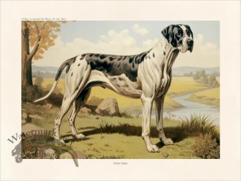 CFA Dog Great Dane